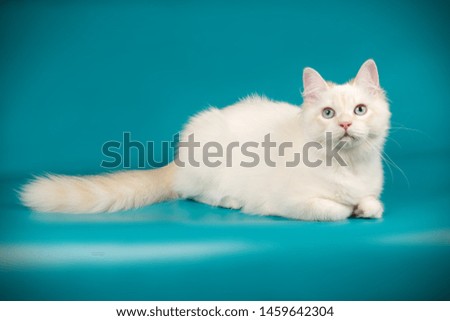 Studio photography of the neva masquerade cat on a colored background