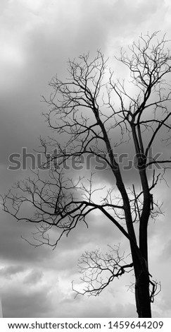 Dichotomous branching tree in the storm clouds