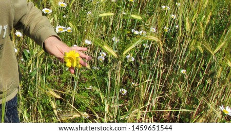  yellow daisy in child hand                     