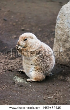 A cute black tailed prairie dog eating his meal amidst rocks and mud.