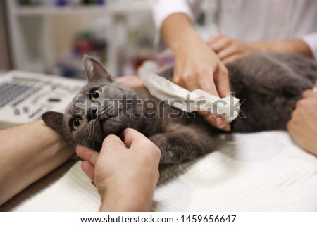 Grey cat having ultrasound scan in veterinary clinic, closeup