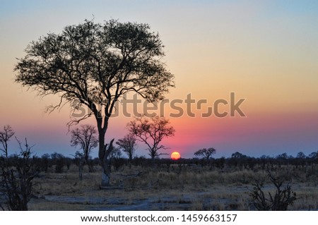 fantastic African sun setting with multicolour sky and silhouette of large tree