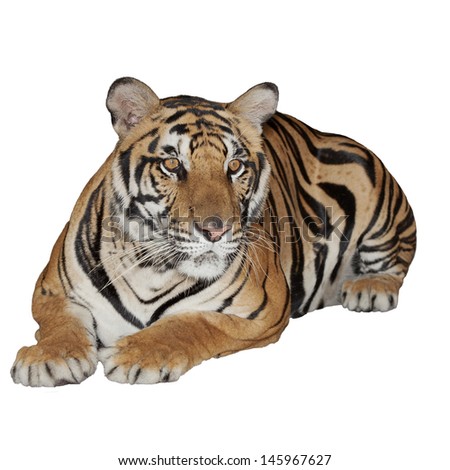 Tiger Isolated on white with clipping path