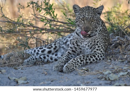 full length picture of a Leopard licking its lips whilst lying in shade to escape the harsh South African sun taken on safari in the Kruger National Park