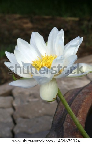 Close-up pictures of beautiful white lotus flowers