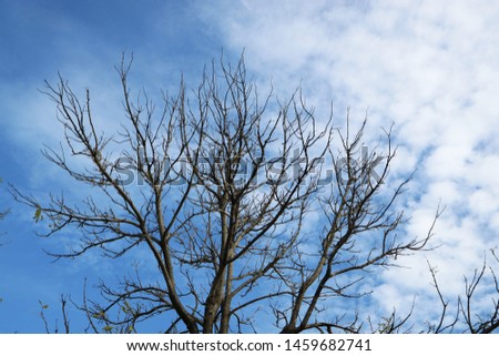 Twigs, background, blue sky and white clouds