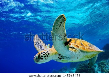 Green Sea Turtle swimming in Caribbean Royalty-Free Stock Photo #145968476