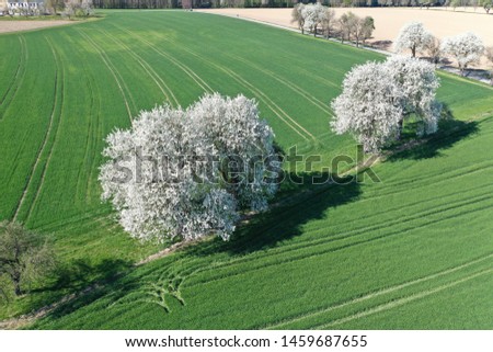 2 white apple trees blossom out with green grass - aerial shot