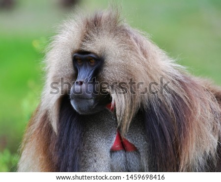 Gelada baboon in Simien mountain national park, in Ethiopia.