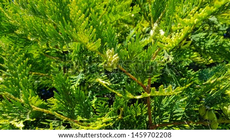Evergreen thuja with small cones.