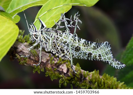 Amazing camouflage of a lichen katydid. Foresta nebulosa Monteverde , Santa Elena, Costa Rica. Camouflage concept