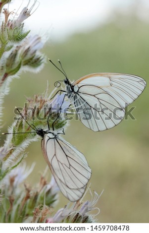 butterfly on wild flower - Viper’s Bugloss (Echium vulgare)
