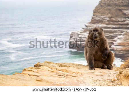 Monkey with text space sits at precipice at rocky coast in South Africa
