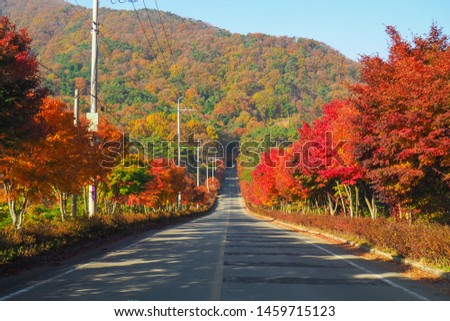 Long way road with Colourful red and yellow maple leafe,moutain during autumn in South Korea,Maple red background.