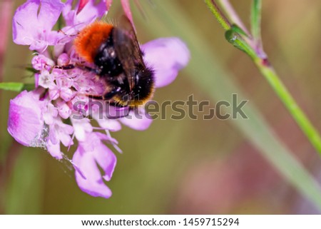 Bumblebee on a pink flower closeup