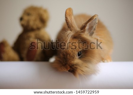 Portrait of an adorable angora rabbit pet and its teddy bear