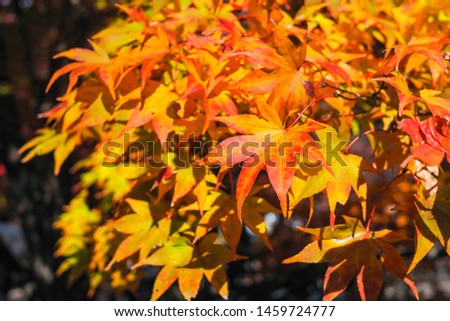 Selective focus Amazing Colourful of red and yellow maple leaf during autumn on the maple tree with blurred background and warm light.maple leaf background and wallpaper.