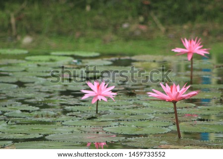 display of lotus flowers in a calm fish pond. Royalty-Free Stock Photo #1459733552