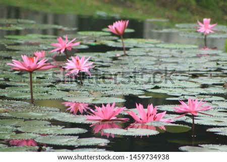 display of lotus flowers in a calm fish pond. Royalty-Free Stock Photo #1459734938