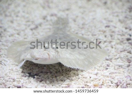 Landscape of flatfish in the aquarium in Mombetsu, Hokkaido, Japan