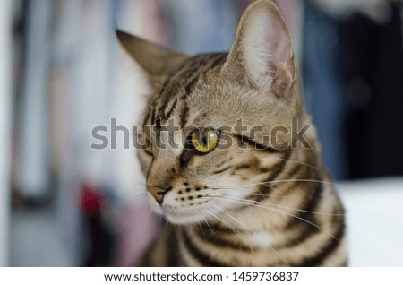 Portrait of stripy bengal cat with yellow-green eyes.