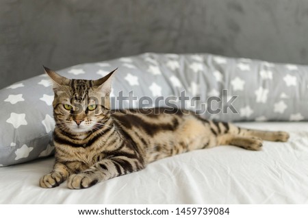 Stripy bengal cat on a white bed and grayish banana pillow with white stars. 