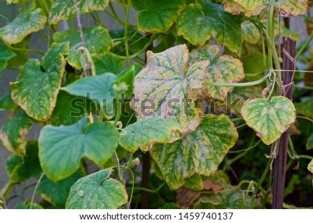 Diseases of cucumbers. Cucumber leaves affected by the disease. Selective focus.