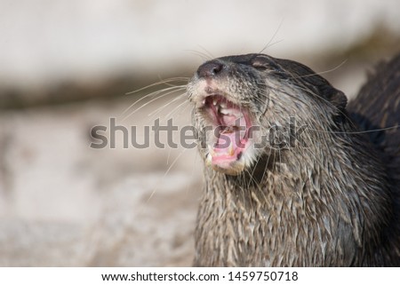 Asian small-clawed otter, Amblonyx cinerea gaping