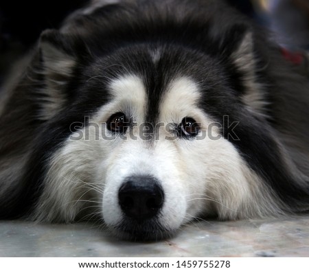 Beautiful Siberian Husky dog with blue and brown eyes