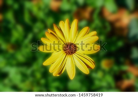 Yellow daisies, Bellis perennis, bloom in orange in the garden, it is a native in the southeast known as the close-up.