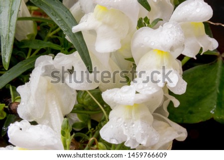 fresh and white snapdragon flowers