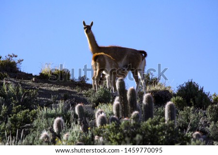 Guanaco baby animal drinks with mother as a wild animal in the highlands of Chile
