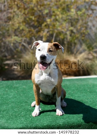 Red and White Pitbull sitting on the dock for her picture