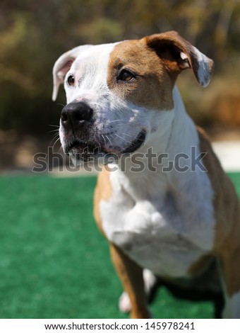 Red and White Pitbull posing for her picture