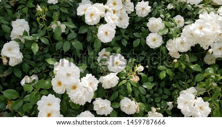 White musk roses in green foliage Royalty-Free Stock Photo #1459787666