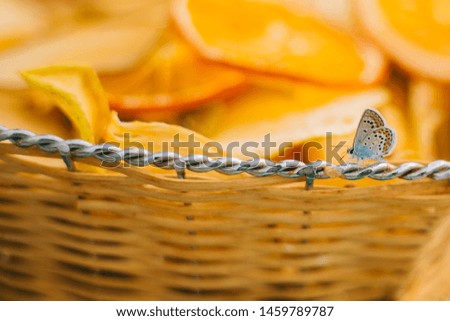 Butterfly on dried oranges. Fruit chips. Eco product