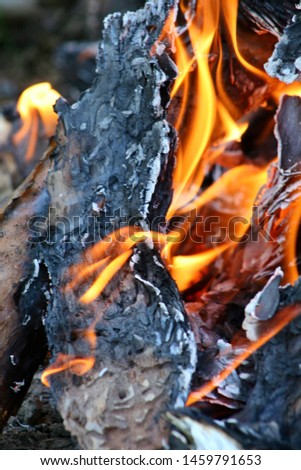 campfire on meadow in green forest at sunny spring day