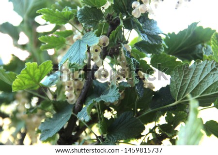 white currant berries at a branch. green leaves.