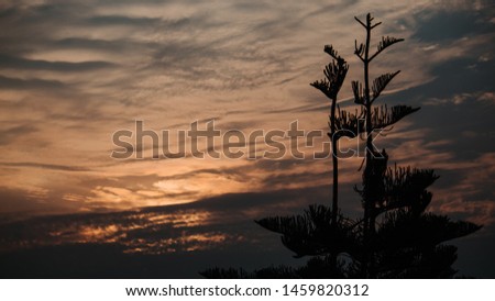Closeup shot of the plant in front of sunrise during the morning in Dehradun, Uttarakhand, India