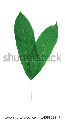Tropical green leaves on white background. Isolated leaf