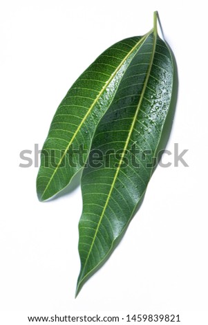 Beautiful green mango leaves isolated on white background with water drops in detail. Clipping path, cut out, close up, macro. Tropical concept.