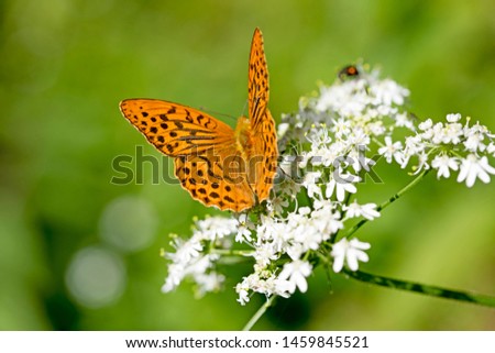 Orange butterfly sitting on white flower macro background fine art high quality prints products fifty megapixels