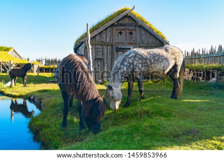 Icelandic horses near traditional antique Viking village. Old wooden houses near Vestrahorn mountains on the Stokksnes Peninsula, Hofn, Iceland. Popular tourist attraction.