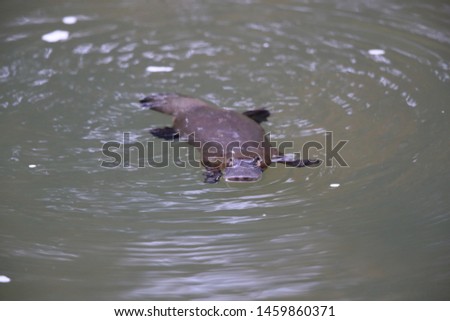 a platypus floating in  a creek on the Eungella National Park , Queensland, Australia 