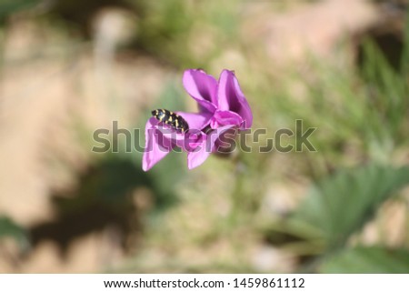 A picture of a flower with an insect caught in Morocco. Tuned in Agadir