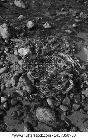Black and white photo of sea weed growing on rocky beach