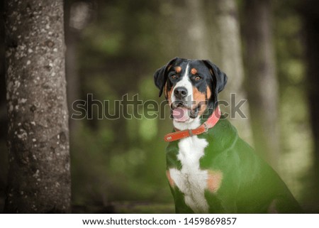 Big swiss mountain dog in the forest. Swiss breeds. Dog portrait in nature.