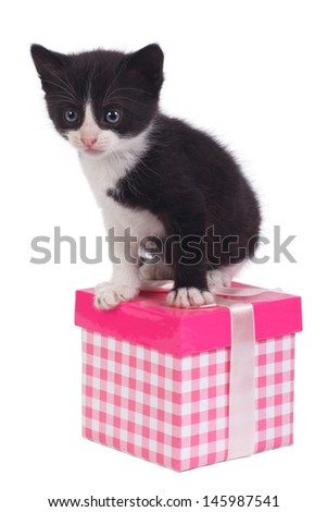Little black kitten and gift box isolated on white background