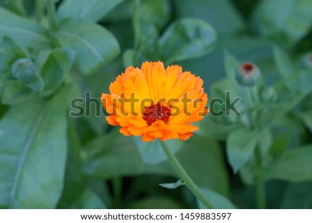 Calendula orange flower in the green garden