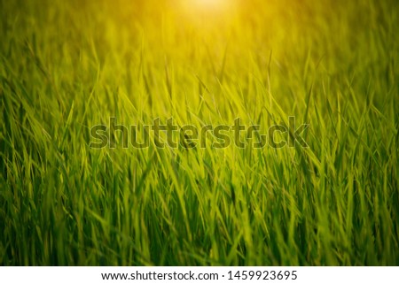 Golden field of grasses at sunset. Close up Grass flower while the sun goes down,Grass pictures naturally on the hill.